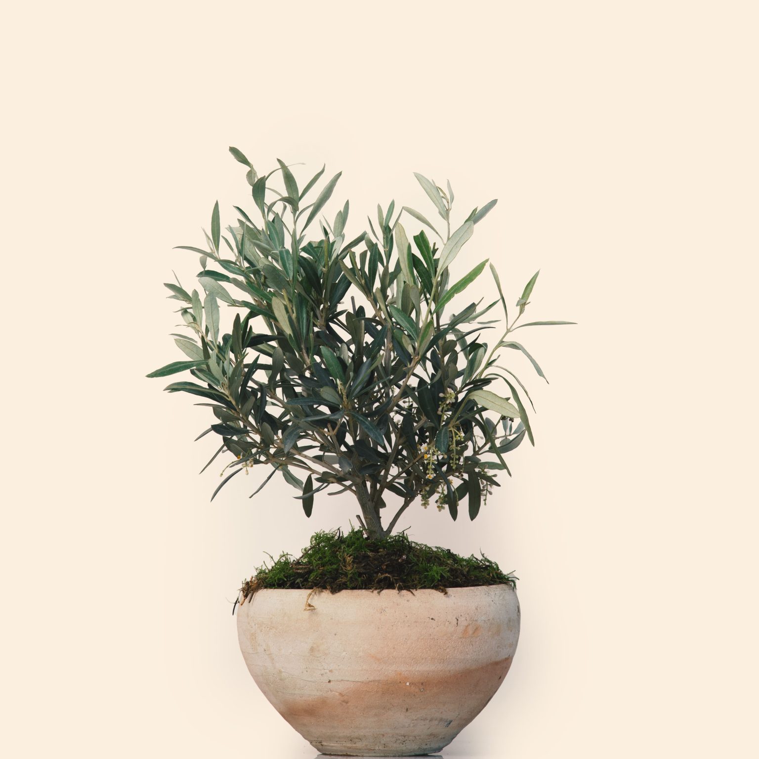 Olive with ceramic pod