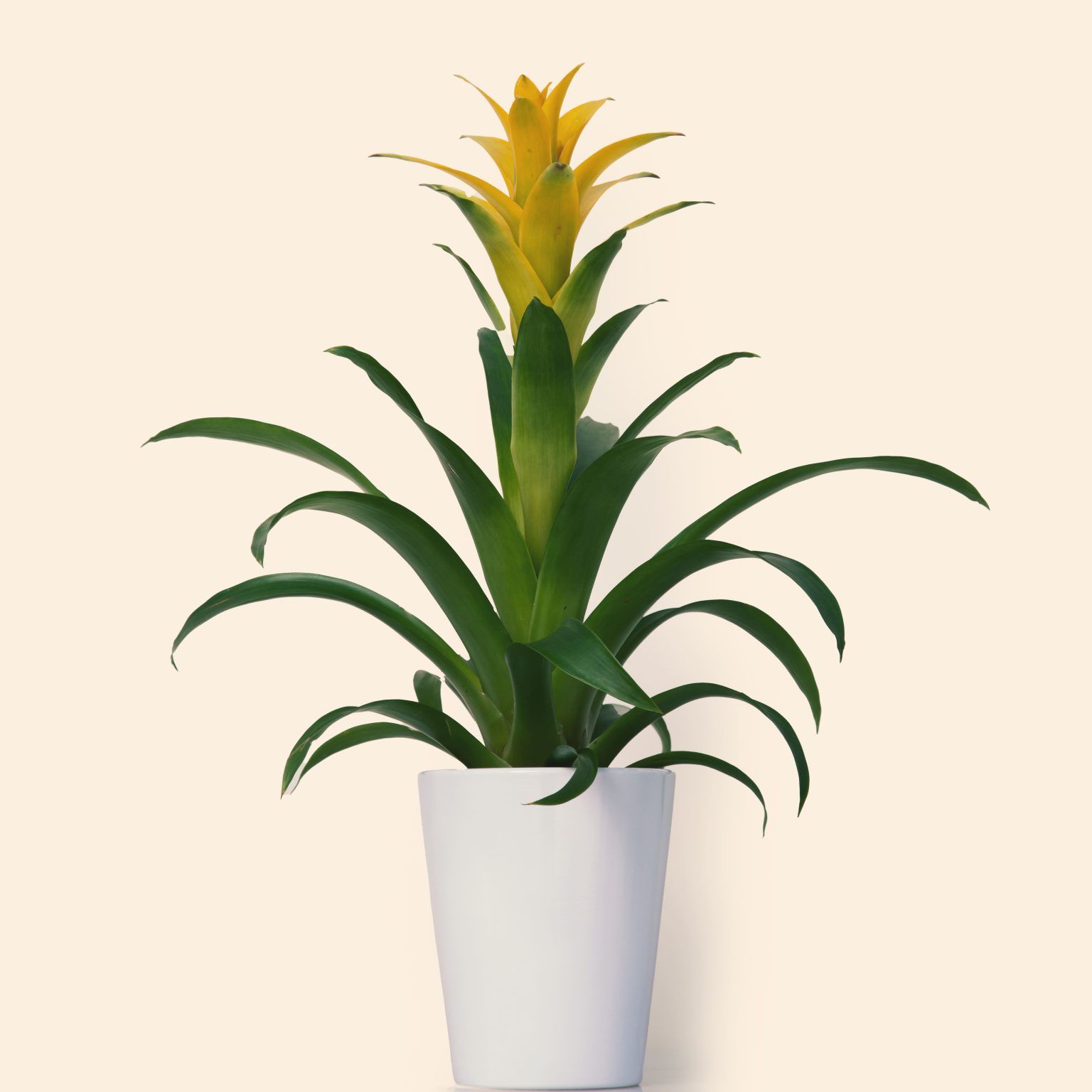Guzmania