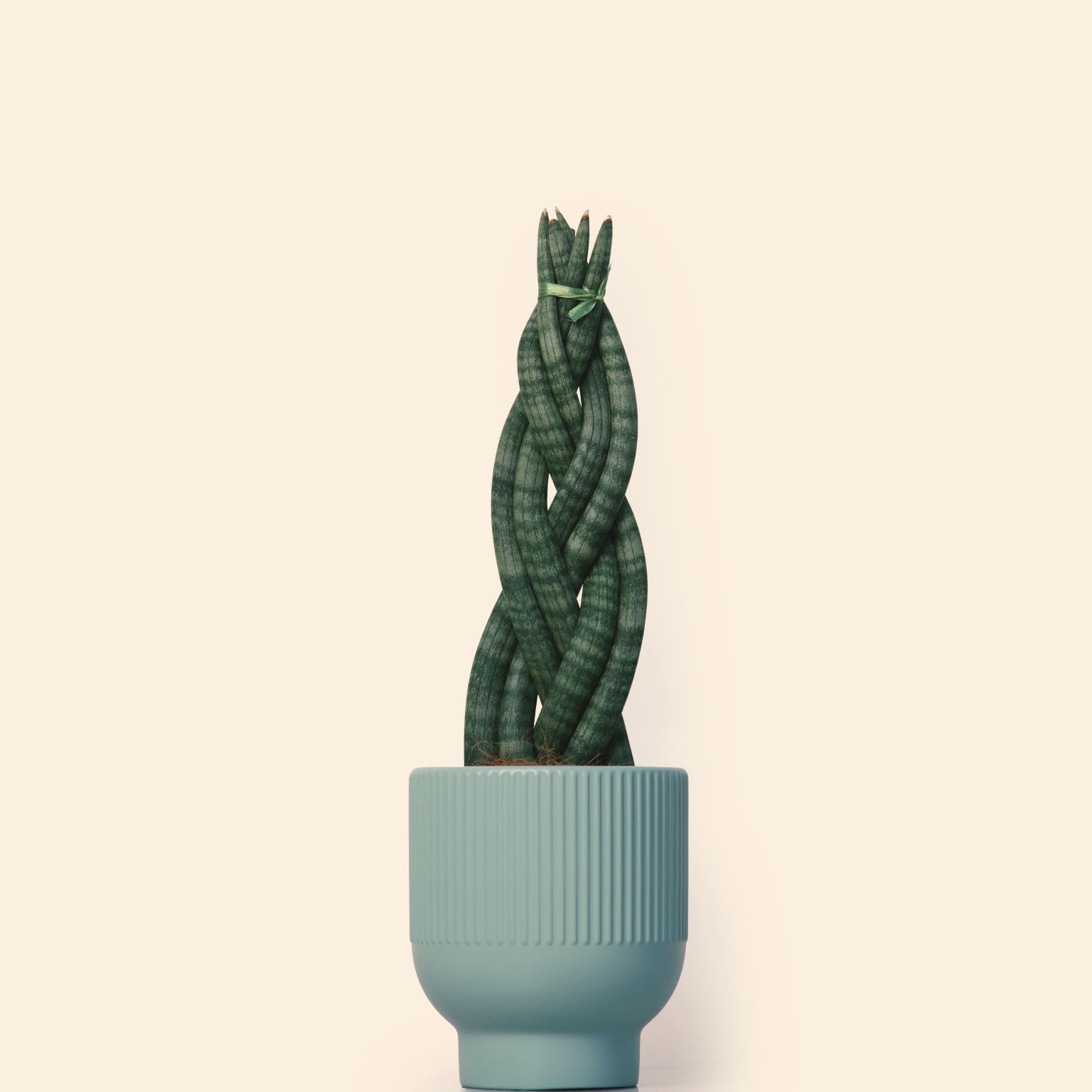 Sansevieria twister