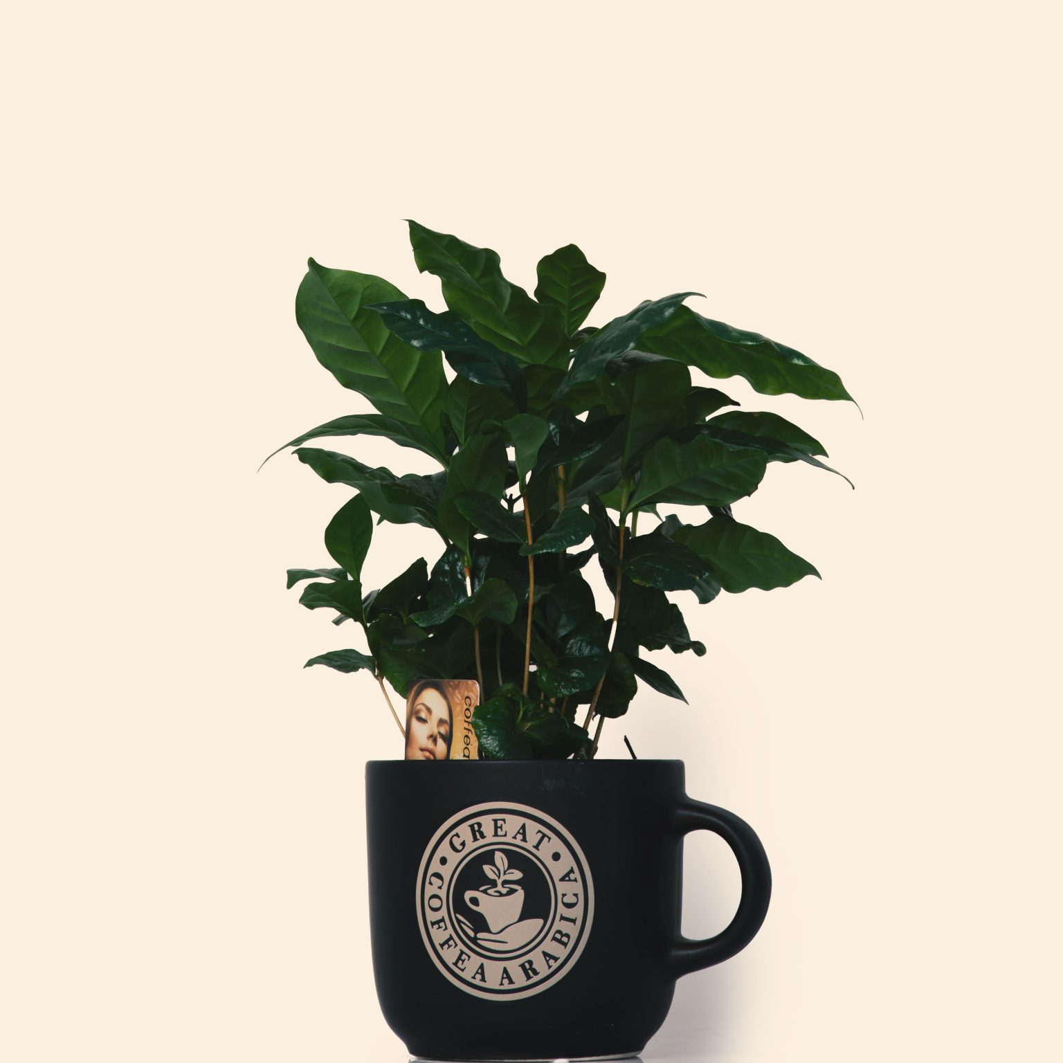 Coffea Arabica
