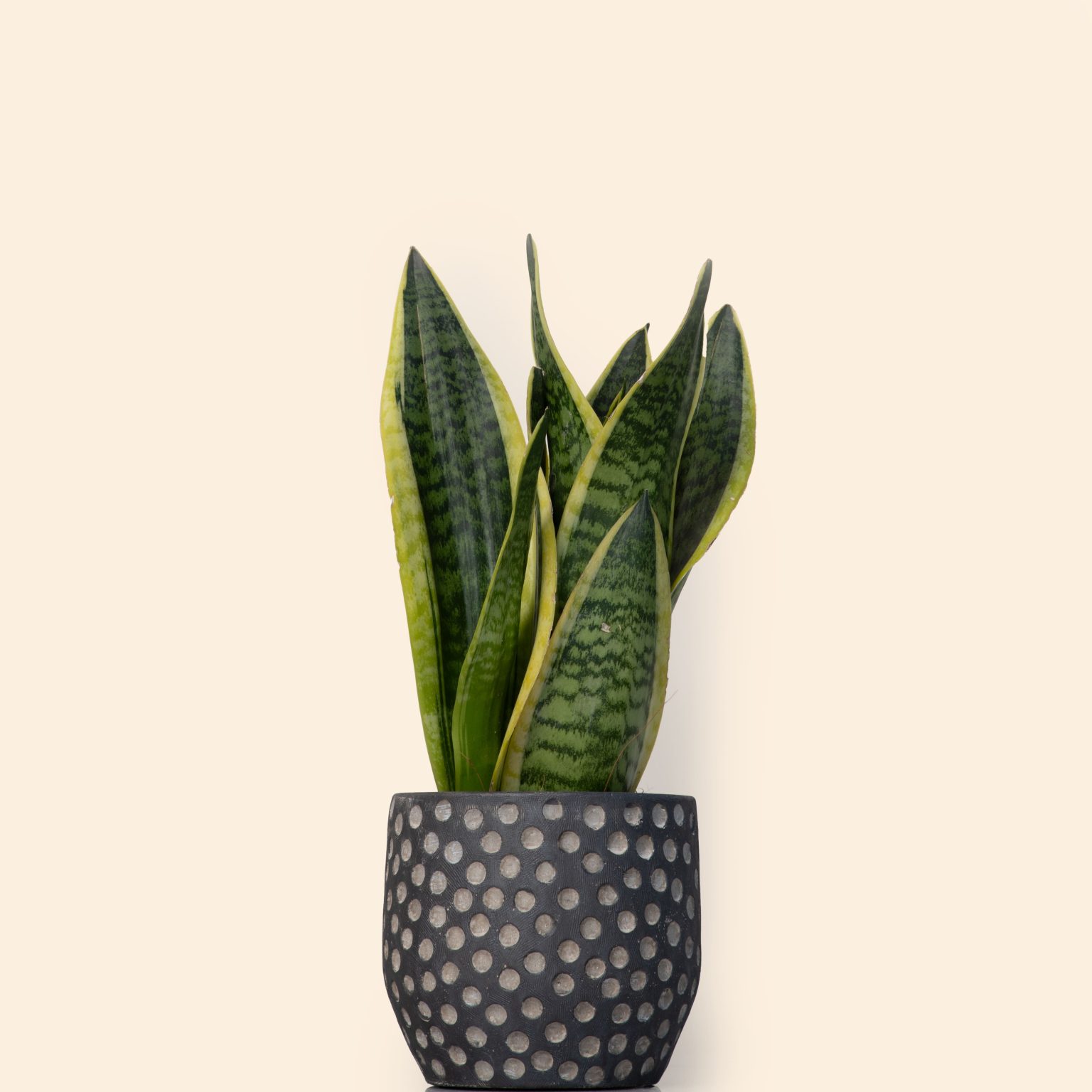 Sansevieria