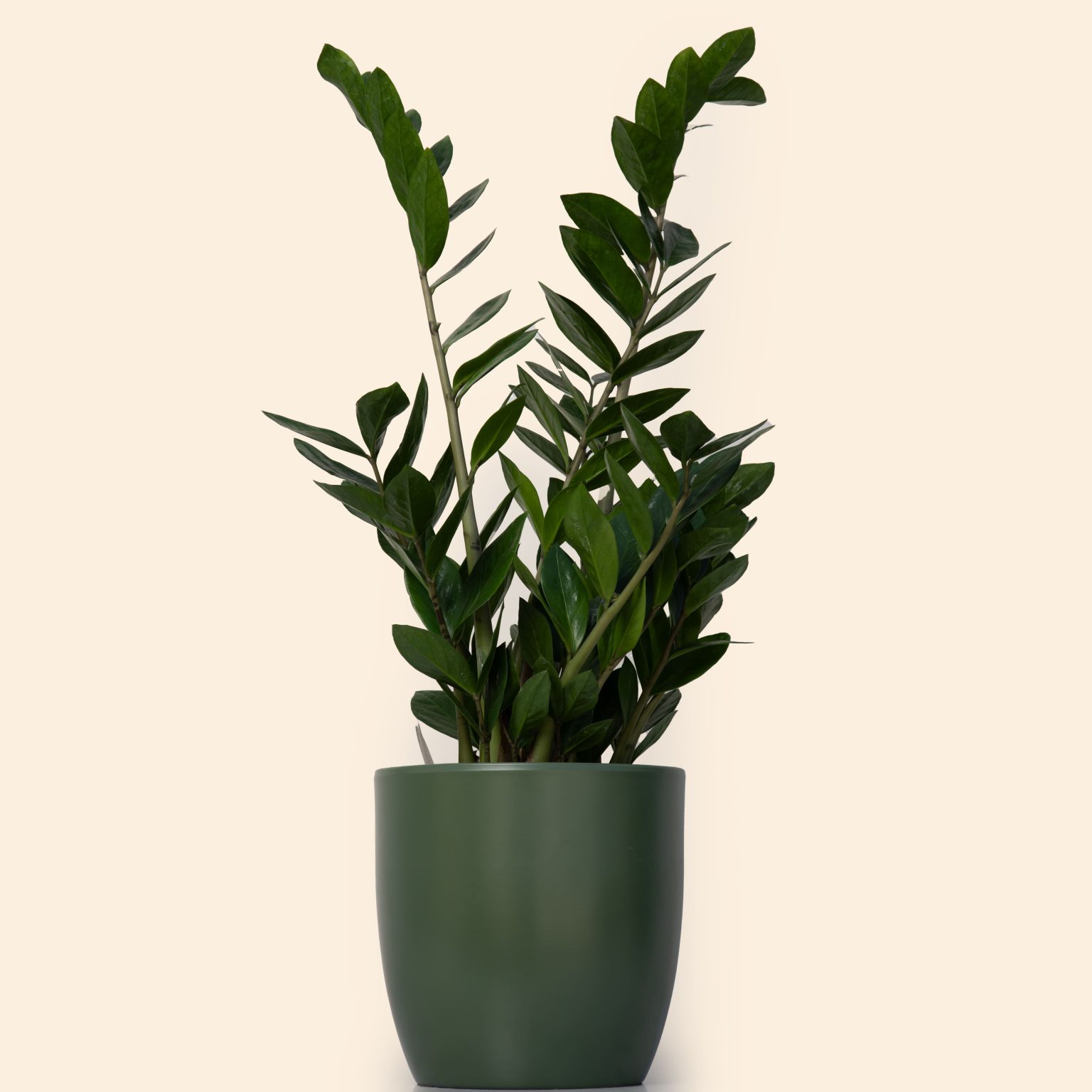Zamioculcas
