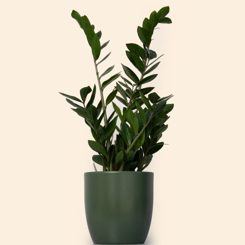Zamioculcas