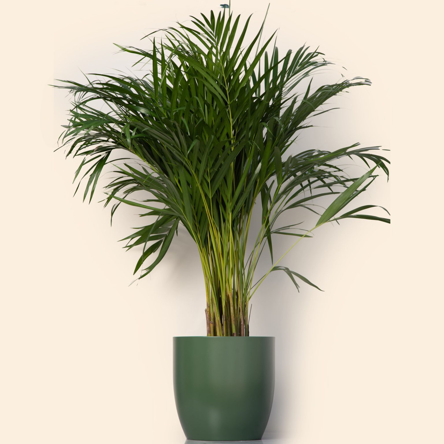 Areca