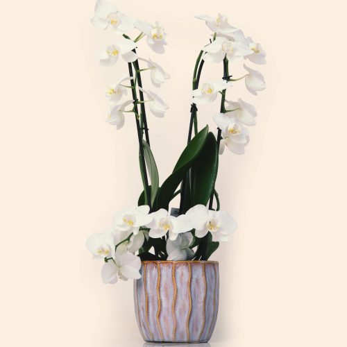 Phalaenopsis - Double