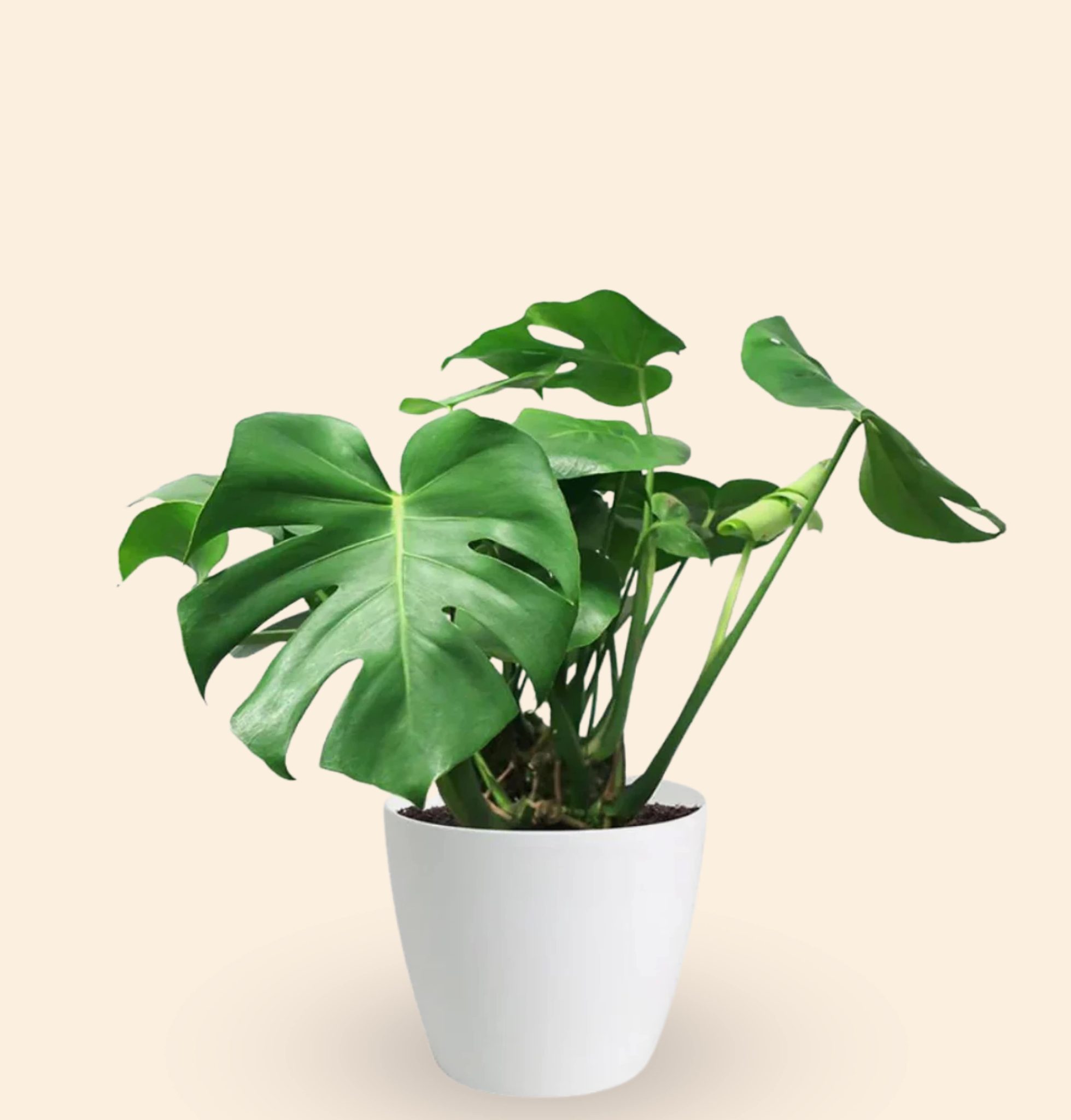Monstera