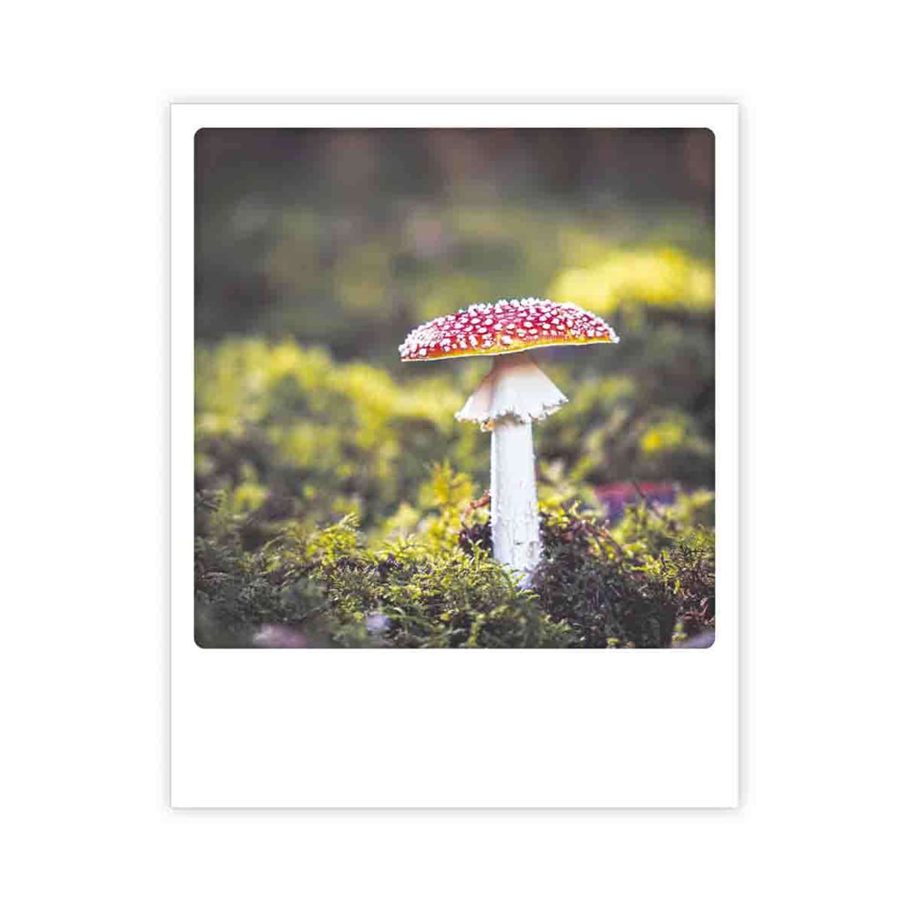 Greeting Card - "Mushroom"