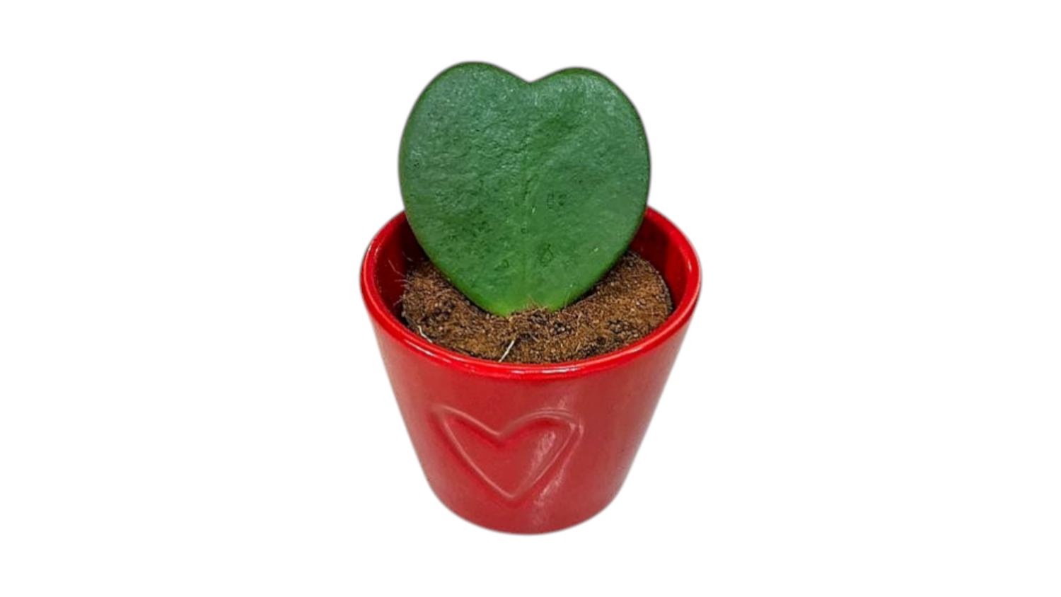 Σανσεβιέρια καρδιά